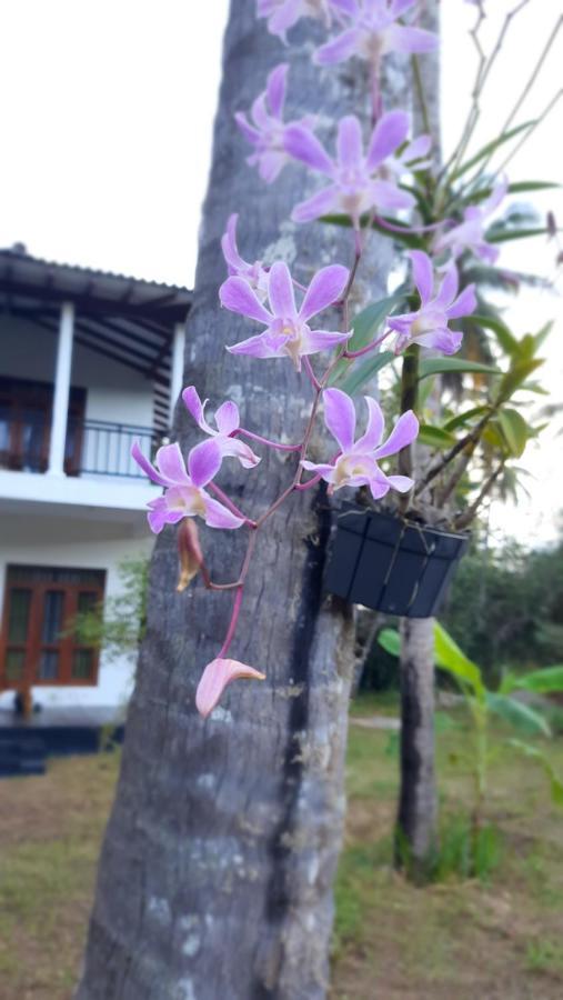 Mellow Villa 坦加拉 外观 照片